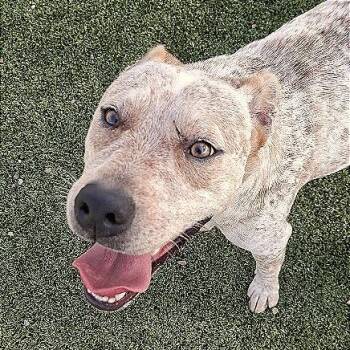 Buster -  Shepherd Dog for Adoption in Hannibal, Missouri - Buster | PetCurious