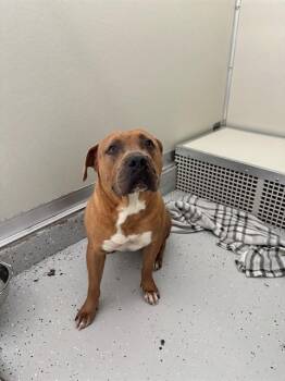 BEEF -  Pit Bull Terrier and Mixed Breed Dog for Adoption in Forney, Texas - BEEF | PetCurious