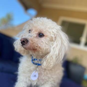Rescue Bichon Frise Dogs for Adoption in Ramona, California - Oliver Joe | PetCurious