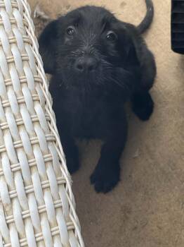 Silas (Erin-fostered in TN) -  Labradoodle and Schnauzer Dog for Adoption in Brighton, Tennessee - Silas (Erin-fostered In TN) | PetCurious