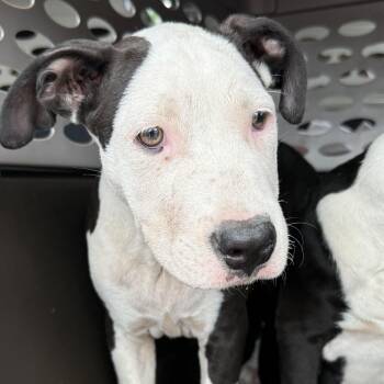 Taco Tuesday -  American Staffordshire Terrier Dog for Adoption in Columbia, South Carolina - Taco Tuesday | PetCurious