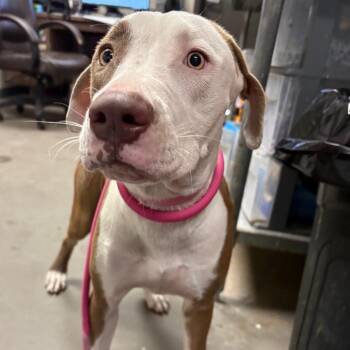 Princess -  Pit Bull Terrier Dog for Adoption in Yuma, Arizona - Princess | PetCurious