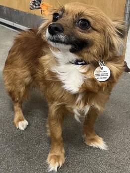 Chihuahua Dogs Available for Adoption - ELSA | PetCurious