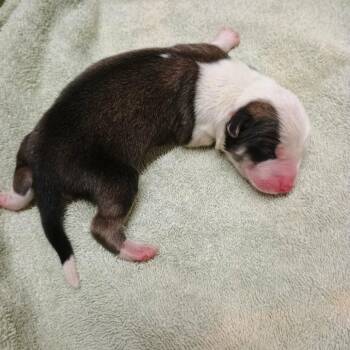 Mixed Breed Dogs Available for Adoption - Baby 1 | PetCurious