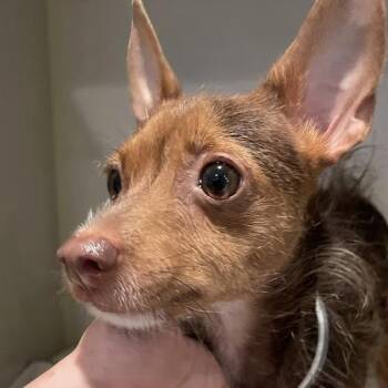 Terrier and Mixed Breed Dogs Available for Adoption in Port Charlotte, Florida - Starfish | PetCurious
