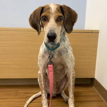 Martin Short -  Mixed Breed Dog for Adoption in Sarasota, Florida - Martin Short | PetCurious