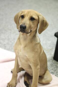 Zumi in NH. Come Meet our Adoptable Dogs Wednesday-Saturday. Mor -  Labrador Retriever Dog for Adoption in Manchester, New Hampshire - Zumi In NH. Come Meet Our Adoptable Dogs Wednesday-Saturday. Mor | PetCurious