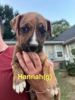 Hannah -  Australian Shepherd and Portuguese Podengo Dog for Adoption in Manchester Township, New Jersey - Hannah | PetCurious
