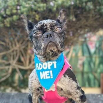 French Press (was Luna) -  French Bulldog Dog for Adoption in Pacific Grove, California - French Press (was Luna) | PetCurious