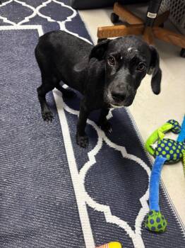 Chief -  Mixed Breed Dog for Adoption in Metter, Georgia - Chief | PetCurious