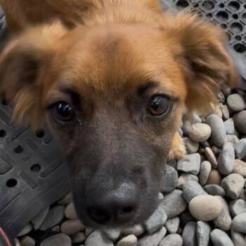Moe -  Mixed Breed Dog for Adoption in Portland, Oregon - Moe | PetCurious