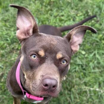 Pit Bull Terrier and Mixed Breed Dogs Available for Adoption in Brenham, Texas - Chevy | PetCurious
