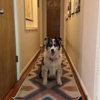 Ali -  Australian Shepherd Dog for Adoption in Alexandria, Virginia - Ali | PetCurious