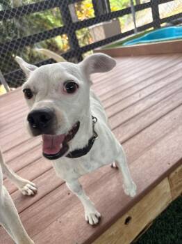 Duchess -  Mixed Breed Dog for Adoption in New York, New York - Duchess | PetCurious