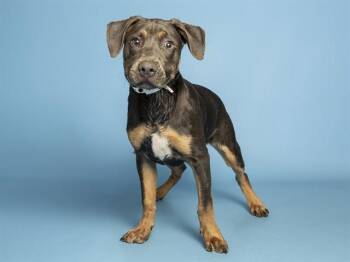 REX -  German Shepherd Dog Dog for Adoption in Phoenix, Arizona - REX | PetCurious