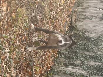 Rescue Pit Bull Terrier Dogs for Adoption - Pogo | PetCurious