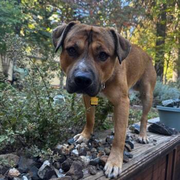 Hank -  Mixed Breed and Black Mouth Cur Dog for Adoption in Grass Valley, California - Hank | PetCurious