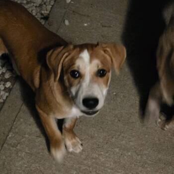 Marco -  Mixed Breed Dog for Adoption in Kansas City, Missouri - Marco | PetCurious