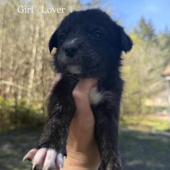 Border Collie Dogs Available for Adoption in Tacoma, Washington - Lover | PetCurious
