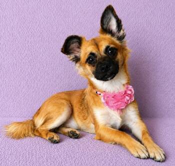 Pomeranian and Chihuahua Dogs Available for Adoption in Lodi, California - Maddie | PetCurious