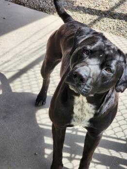 Mixed Breed Dogs Available for Adoption in Emmett, Idaho - Bourbon | PetCurious