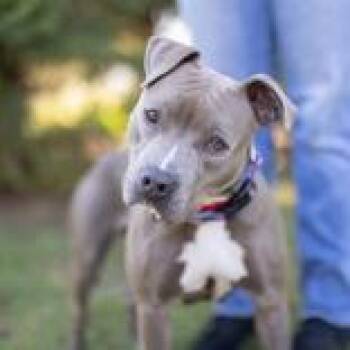 Rescue Mixed Breed Dogs for Adoption in Hilliard, Ohio - Kim | PetCurious