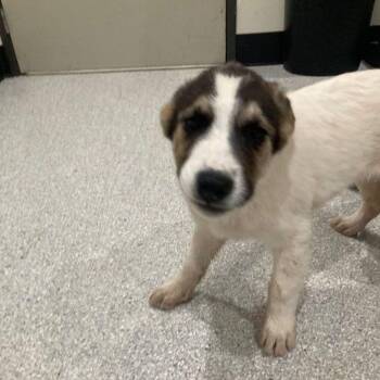 Australian Cattle Dog Blue Heeler Dogs Available for Adoption in Lake Havasu City, Arizona - Patch | PetCurious