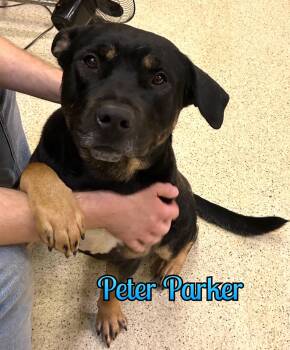 Peter Parker -  Rottweiler Dog for Adoption in Muncie, Indiana - Peter Parker | PetCurious
