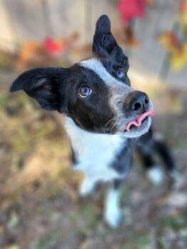 Rescue Border Collie Dogs for Adoption in Tacoma, Washington - Sarah | PetCurious