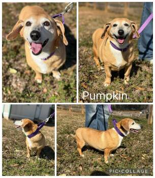 Dachshund Dogs Available for Adoption - Pumpkin | PetCurious