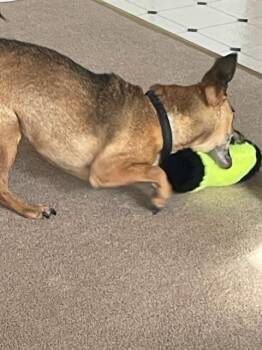 Chihuahua Dogs Available for Adoption in Plymouth, Michigan - Nico | PetCurious