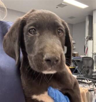 TOMMY -  Labrador Retriever and Mixed Breed Dog for Adoption in Thousand Palms, California - TOMMY | PetCurious
