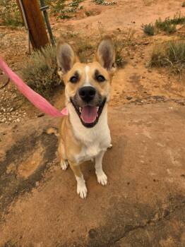 Nikki -  Mixed Breed Dog for Adoption in Roosevelt, Utah - Nikki | PetCurious