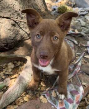 Ursula -  Husky and Border Collie Dog for Adoption in Santa Paula, California - Ursula | PetCurious