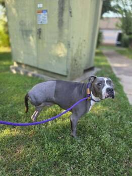 Pit Bull Terrier Dogs Available for Adoption in Wayne, New Jersey - Eggroll | PetCurious