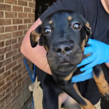 Flower -  Rottweiler and Pit Bull Terrier Dog for Adoption in Birmingham, Alabama - Flower | PetCurious