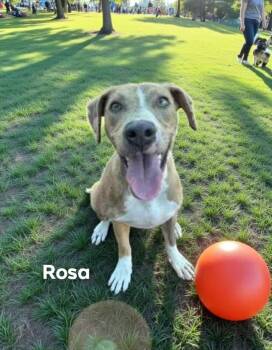 Rescue Mountain Cur Dogs for Adoption in Eloise, Florida - Rosa | PetCurious