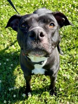 American Staffordshire Terrier and Mixed Breed Dogs Available for Adoption in York, South Carolina - ANASTASIA | PetCurious