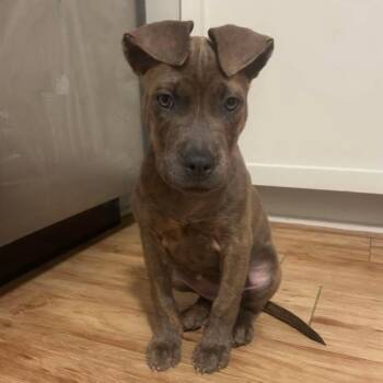 Grumpy -  Pit Bull Terrier and Mixed Breed Dog for Adoption in Buffalo, Minnesota - Grumpy | PetCurious