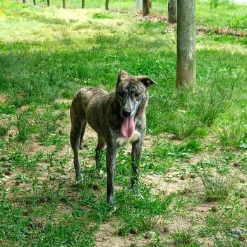 Ike -  Mountain Cur Dog for Adoption in Greenfield, Tennessee - Ike | PetCurious