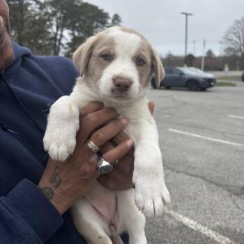 Mixed Breed Dogs Available for Adoption in Hampton Bays, New York - Lady | PetCurious