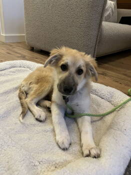 Rescue Great Pyrenees Dogs for Adoption in Bothell, Washington - Dolly - Puppy | PetCurious