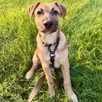 Biscuit -  Shepherd Dog for Adoption in Park Forest, Illinois - Biscuit | PetCurious