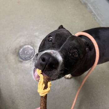 Rosie -  Pit Bull Terrier Dog for Adoption in Harrisonburg, Virginia - Rosie | PetCurious