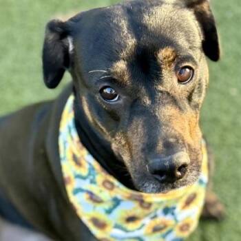 Mixed Breed Dogs Available for Adoption in Largo, Florida - Hailey | PetCurious