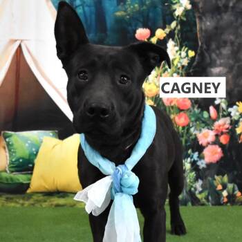 Cagney -  Mixed Breed Dog for Adoption in Yuma, Arizona - Cagney | PetCurious