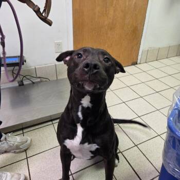 Mixed Breed Dogs Available for Adoption - Les | PetCurious