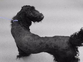 GARGAMEL -  Poodle and Mixed Breed Dog for Adoption in Omaha, Nebraska - GARGAMEL | PetCurious
