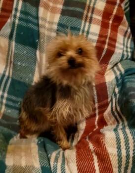 Yorkshire Terrier Dogs Available for Adoption - Sweetheart MEGHAN | PetCurious