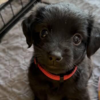 Raphael -  Jack Russell Terrier and Dachshund Dog for Adoption in Wichita, Kansas - Raphael | PetCurious